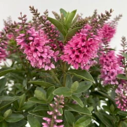 Hebe 'All Blooms®', Farbe Zufällig, Topf-Ø 17 Cm -Garten Sicht Verkäufe 0690190104 Koelle Hebe All Blooms T17 rosa 5 112389