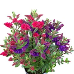 Hebe All Blooms® 'Twin', Duo Zufällig, Topf 12 Cm Ø, 3er-Set -Garten Sicht Verkäufe 0690190112 Koelle Hebe Twin All Blooms Farben nach Verfuegbarkeit 3er Set 2 112867