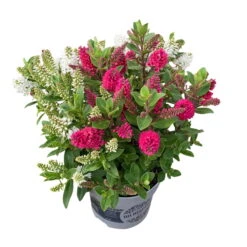 Hebe All Blooms® 'Twin', Duo Zufällig, Topf 12 Cm Ø, 3er-Set -Garten Sicht Verkäufe 0690190112 Koelle Hebe Twin All Blooms Farben nach Verfuegbarkeit 3er Set 3 112868