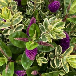 Hebe 'Duo Twin' Bunt, Topf-Ø 23 Cm -Garten Sicht Verkäufe 0690190117 Koelle Hebe Duo Twin T23 zweifarbig WS 2 95912