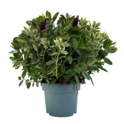 Hebe 'Duo Twin' Bunt, Topf-Ø 23 Cm -Garten Sicht Verkäufe 0690190117 Koelle Hebe Duo Twin T23 zweifarbig WS 3 95916