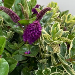 Hebe 'Duo Twin' Bunt, Topf-Ø 23 Cm -Garten Sicht Verkäufe 0690190117 Koelle Hebe Duo Twin T23 zweifarbig WS 7 95911