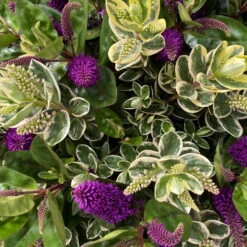 Hebe 'Duo Twin' Bunt, Topf-Ø 23 Cm -Garten Sicht Verkäufe 0690190117 Koelle Hebe Duo Twin T23 zweifarbig WS 8 95913