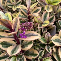 Hebe Buntlaubig, Topf-Ø 15 Cm, 3er-Set -Garten Sicht Verkäufe 0690190129 Koelle Hebe Tricolor T15 buntlaubig 3er Set WS 10 95909