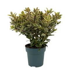 Hebe Buntlaubig, Topf-Ø 15 Cm, 3er-Set -Garten Sicht Verkäufe 0690190129 Koelle Hebe Tricolor T15 buntlaubig 3er Set WS 1 95991