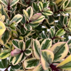 Hebe Buntlaubig, Topf-Ø 15 Cm, 3er-Set -Garten Sicht Verkäufe 0690190129 Koelle Hebe Tricolor T15 buntlaubig 3er Set WS 3 95908