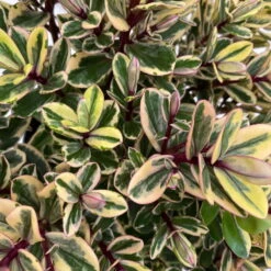 Hebe Buntlaubig, Topf-Ø 12 Cm, 3er-Set -Garten Sicht Verkäufe 0690190129 Koelle Hebe Tricolor T15 buntlaubig 3er Set WS 4 95907 1