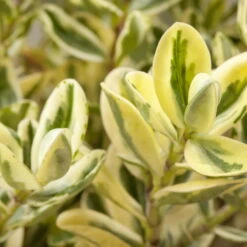 Garten Sicht Verkäufe -Garten Sicht Verkäufe 0690190135 Hebe buntlaubig Katrina 3er Set 1 96686