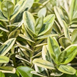 Hebe Buntlaubig, Sorte Nach Verfügbarkeit, Topf-Ø 12 Cm, 3er-Set -Garten Sicht Verkäufe 0690190135 Hebe buntlaubig Katrina 3er Set 3 96688