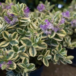 Hebe Buntlaubig, Sorte Nach Verfügbarkeit, Topf-Ø 12 Cm, 3er-Set -Garten Sicht Verkäufe 0690190135 Hebe buntlaubig Katrina 3er Set 4 96689