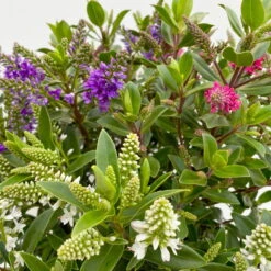 Hebe 'All Blooms®' Trio Rot-weiß-blau, Topf 17 Cm Ø -Garten Sicht Verkäufe 0690190153 Hebe All Blooms Trio T17 3 Farben pro Topf 10 114004