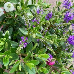 Hebe 'All Blooms®' Trio Rot-weiß-blau, Topf 17 Cm Ø -Garten Sicht Verkäufe 0690190153 Hebe All Blooms Trio T17 3 Farben pro Topf 5 114005