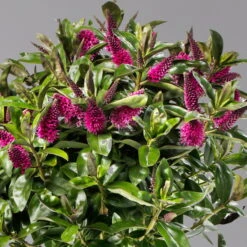 Hebe Addenda® Lila, Stämmchen, Topf-Ø 17 Cm, Höhe Ca. 60 Cm -Garten Sicht Verkäufe 0690190217 Hebe Addenda Stamm T17 Nikka lila H60cm 3 126855