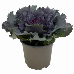 Zierkohl Grün-lila. Glatt, Topf-Ø 12 Cm, 6er-Set -Garten Sicht Verkäufe 0690210034 Brassica oleracea T12 Zierkohl glatt lila 6er Set 2 115346