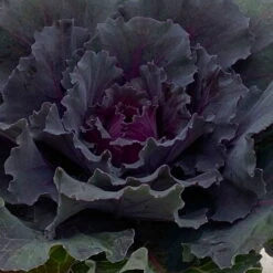 Zierkohl Grün-lila. Glatt, Topf-Ø 12 Cm, 6er-Set -Garten Sicht Verkäufe 0690210034 Brassica oleracea T12 Zierkohl glatt lila 6er Set 3 115253