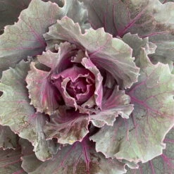 Zierkohl Grün-lila. Glatt, Topf-Ø 12 Cm, 6er-Set -Garten Sicht Verkäufe 0690210034 Brassica oleracea T12 Zierkohl glatt lila 6er Set 5 115255