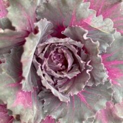 Zierkohl Grün-lila. Glatt, Topf-Ø 12 Cm, 6er-Set -Garten Sicht Verkäufe 0690210034 Brassica oleracea T12 Zierkohl glatt lila 6er Set 6 115254