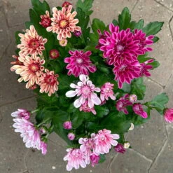 Chrysantheme Trio 'Sweet Melange', Apricot-rosa-lila, Gefüllt, Topf-Ø 12cm, Set -Garten Sicht Verkäufe 0691110095 0691110103 Chrysanthemum indicum Trio T12 6er Set 1 126808