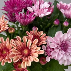 Chrysantheme Trio 'Sweet Melange', Apricot-rosa-lila, Gefüllt, Topf-Ø 12cm, Set -Garten Sicht Verkäufe 0691110095 0691110103 Chrysanthemum indicum Trio T12 6er Set 5 126811