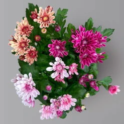 Chrysantheme Trio 'Sweet Melange', Apricot-rosa-lila, Gefüllt, Topf-Ø 12cm, Set -Garten Sicht Verkäufe 0691110095 0691110103 Chrysanthemum indicum Trio T12 6er Set 6 126810