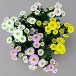 Chrysantheme Trio 'Calimero Carneval' Weiß-gelb-rosa, Gefüllt, Topf-Ø 12cm -Garten Sicht Verkäufe 0691110106 Chrysanthemum indicum Trio T12 Calimero Carneval 6er Set 2 126828