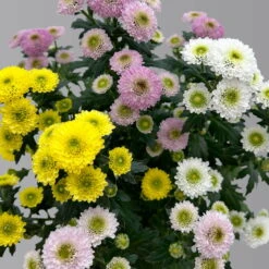 Chrysantheme Trio 'Calimero Carneval' Weiß-gelb-rosa, Gefüllt, Topf-Ø 12cm -Garten Sicht Verkäufe 0691110106 Chrysanthemum indicum Trio T12 Calimero Carneval 6er Set 3 126826