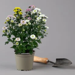 Chrysantheme Trio 'Calimero Carneval' Weiß-gelb-rosa, Gefüllt, Topf-Ø 12cm -Garten Sicht Verkäufe 0691110106 Chrysanthemum indicum Trio T12 Calimero Carneval 6er Set 5 126827