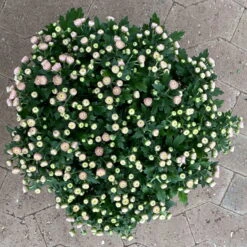 Chrysanthemen Rosa Busch, Topf-Ø 14 Cm, 4er-Set -Garten Sicht Verkäufe 0691140044 Chrysanthemum multiflora Busch T14 rosa 4er Set 2 126933