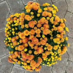 Chrysanthemen Rot, Busch, Topf-Ø 14 Cm, 4er-Set -Garten Sicht Verkäufe 0691140048 Chrysanthemum multiflora Busch T14 rot 4er Set 1 126953