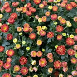 Chrysanthemen Rot, Busch, Topf-Ø 14 Cm, 4er-Set -Garten Sicht Verkäufe 0691140048 Chrysanthemum multiflora Busch T14 rot 4er Set 3 126954