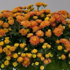 Chrysanthemen Rot, Busch, Topf-Ø 14 Cm, 4er-Set -Garten Sicht Verkäufe 0691140048 Chrysanthemum multiflora Busch T14 rot 4er Set 6 126952