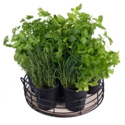 Home Collection Küchenkräuter-Tablett, 6 Eimer Mit Saatgut -Garten Sicht Verkäufe 0710201034 Home collection Kuechenkraeuter Tablett 6 schwarze Eimer mit Kraeutersamen 2 98928