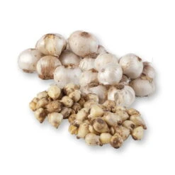 Zierlauchpaket 70 Alliumzwiebeln -Garten Sicht Verkäufe 0720800124 koelles beste allium kollektion zierlauch verschiedene sorten 70stueck gesamt 2673