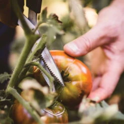 Gemüseschere Solid™ SP240, Schwarz/orange, Ca. 20 X 2 X 9 Cm 8 Gemüseschere Solid™ SP240, Schwarz/orange, Ca. 20 X 2 X 9 Cm -Garten Sicht Verkäufe 0920300733 solid gemuese schere sp240 5 1 118064