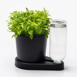 Kräuterheld, Schwarz, PP/PET, 14 X 14 X 22 Cm -Garten Sicht Verkäufe 0930101632 Kraeuterheld schwarz2 116324