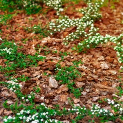 Stauden- & Rosenmulch, 2880l, 48 Sack à 60l -Garten Sicht Verkäufe 0960 rindenmulch 1 125175