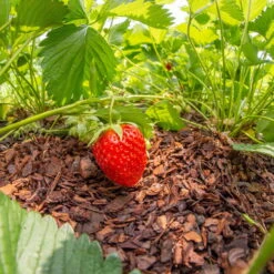 Plantavital Rindenmulch Fein, 2280l, 57 Sack á 40l -Garten Sicht Verkäufe 0960 rindenmulch 2 125173