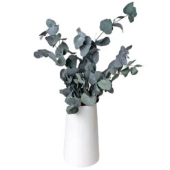 Eucalyptus Cinerea, Getrocknet, Ca. 50 Cm Lang -Garten Sicht Verkäufe 1055300001 Eukalyptus Natur 100gr gefriergetrocknet 2 83163