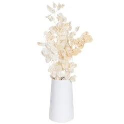 Silbertaler, Getrocknet, Lunaria, Ca. 80 Cm Lang -Garten Sicht Verkäufe 1055300008 Lunaria weiss mit Tuete 1 83201