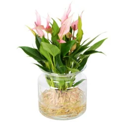 Anthurie 'Water Roots' Rosa, Sorte 'Lilli', In Glasvase 12cm Ø, Ohne Erde -Garten Sicht Verkäufe 1530102418 Anthurie Lilli rosa in Glasvase ohne Erde 1 86435