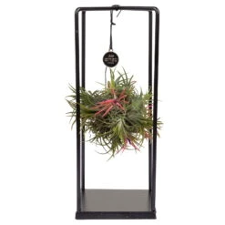 Tillandsia 'Magic Ball' In Eckigem Metallgestell, 17cm Ø -Garten Sicht Verkäufe 1530102421 Tillandsia Cube Magic Ball eckig 1 86996