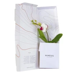 Phalaenopsis Voyage Im Geschenkkarton, Höhe Ca. 30 Cm -Garten Sicht Verkäufe 1530103136 Phalaenopsis Voyage Farbe nach Verfuegbarkeit 14 110897