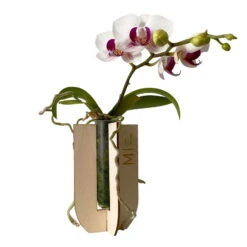 Phalaenopsis Voyage Im Geschenkkarton, Höhe Ca. 30 Cm -Garten Sicht Verkäufe 1530103136 Phalaenopsis Voyage Farbe nach Verfuegbarkeit 7 110898