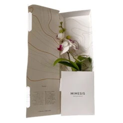 Phalaenopsis Voyage Im Geschenkkarton, Höhe Ca. 30 Cm -Garten Sicht Verkäufe 1530103136 Phalaenopsis Voyage Farbe nach Verfuegbarkeit 9 110900