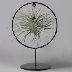 Tillandsia 'Silver Ball' In Rundem Metallgestell, 17cm Ø