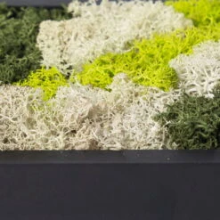 Rundes Moosbild Mit Schwarzem Rahmen, 38 Cm Ø -Garten Sicht Verkäufe 1530150084 Moosbild rund 38 cm 2 115776