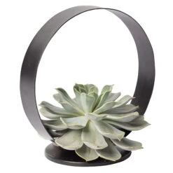 Sukkulente Im Metallring, Höhe Ca. 22 Cm