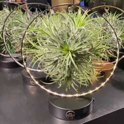 Tillandsie In Rundem Metallgestell, Schwarz, Mit LED-Beleuchtung, 17cm Ø