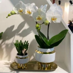 Geschenkset Orchidee & Sukkulente, Gold & Weiß, Inkl. Übertöpfen Und Dekotablett -Garten Sicht Verkäufe 1530150101 Kolibri Set Weiss Gold klein 116941
