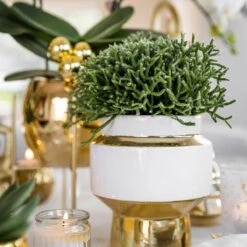 Geschenkset Orchidee & Sukkulente, Gold & Weiß, Inkl. Übertöpfen Und Dekotablett -Garten Sicht Verkäufe 1530150101 Kolibri Set Weiss Gold klein 5 117028